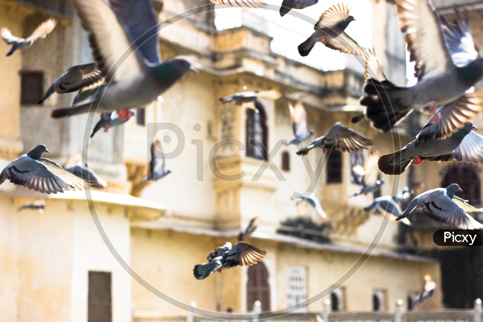 Pigeons flying at Gangaur ghat, lake Pichola, Udaipur