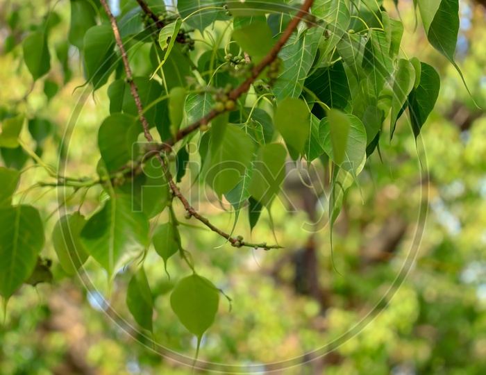 Peepal tree leaves