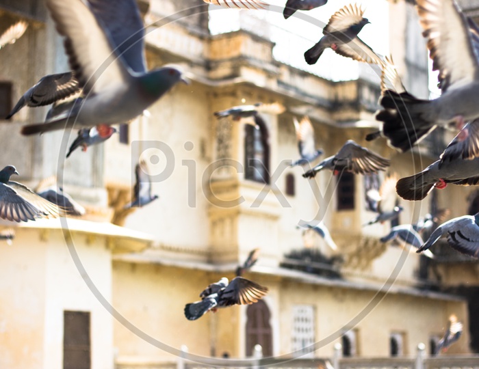 Pigeons flying at Gangaur ghat, lake Pichola, Udaipur