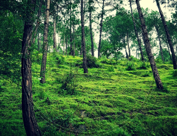 Greeniii forest in Shimla