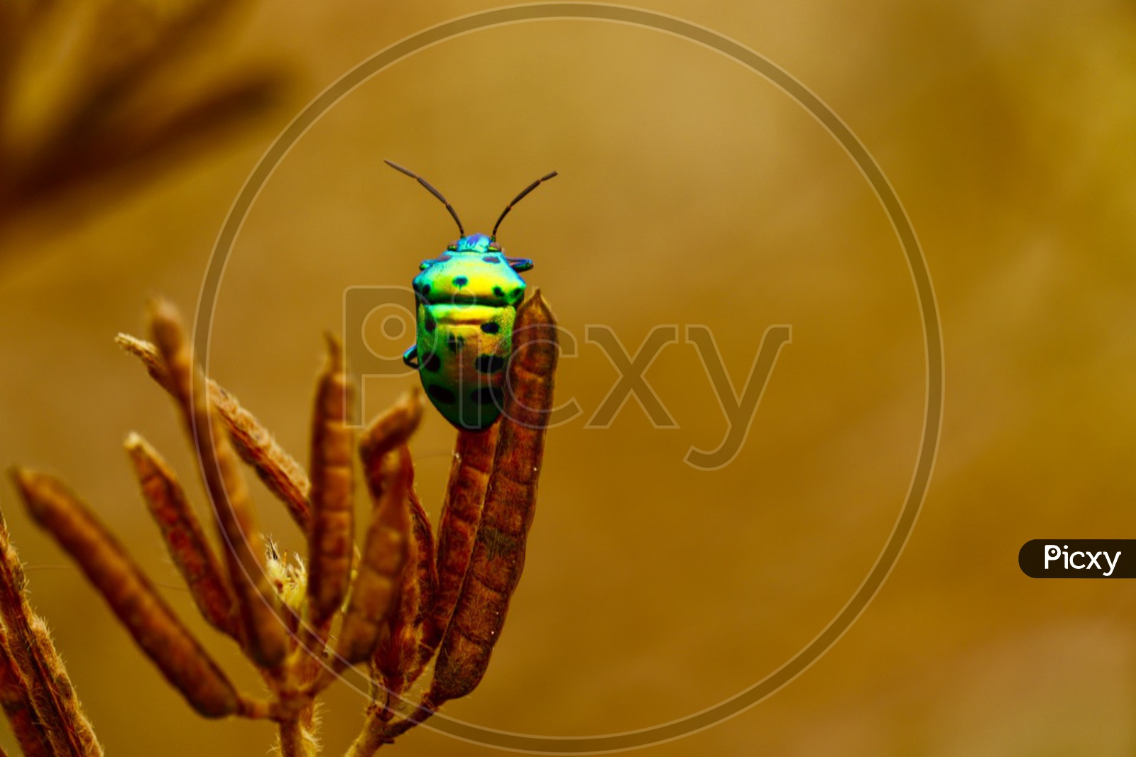 Beauty of the insect is when its shot in macro!