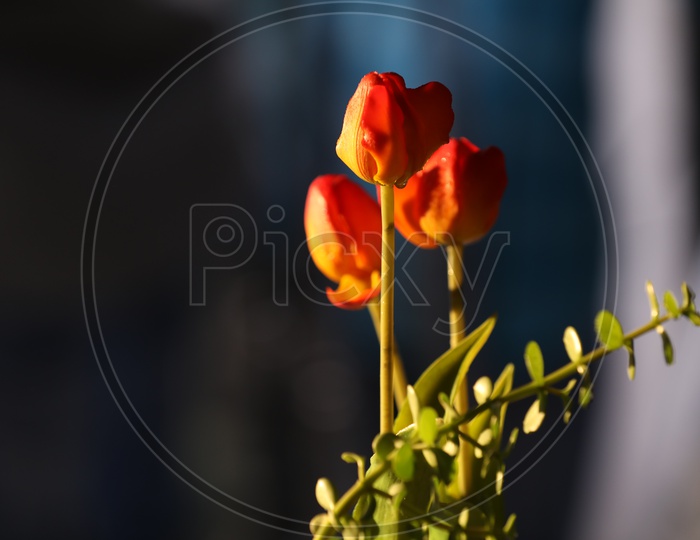 Tulip Flower  with a Branch of Leaf  Closeup