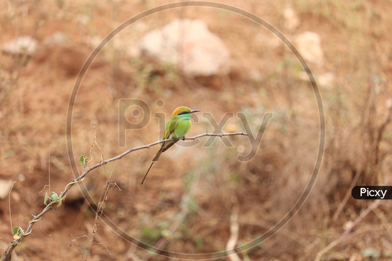 green bee eater!