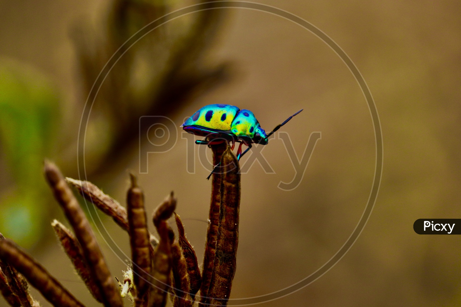 vibrant insect!