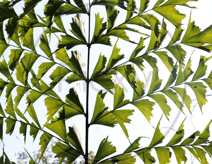green and white:leaves and sky!