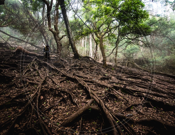 Famous Roots of Trees At The Guna Caves Or Popularly Known As Devils Kitchen in Kodaikanal