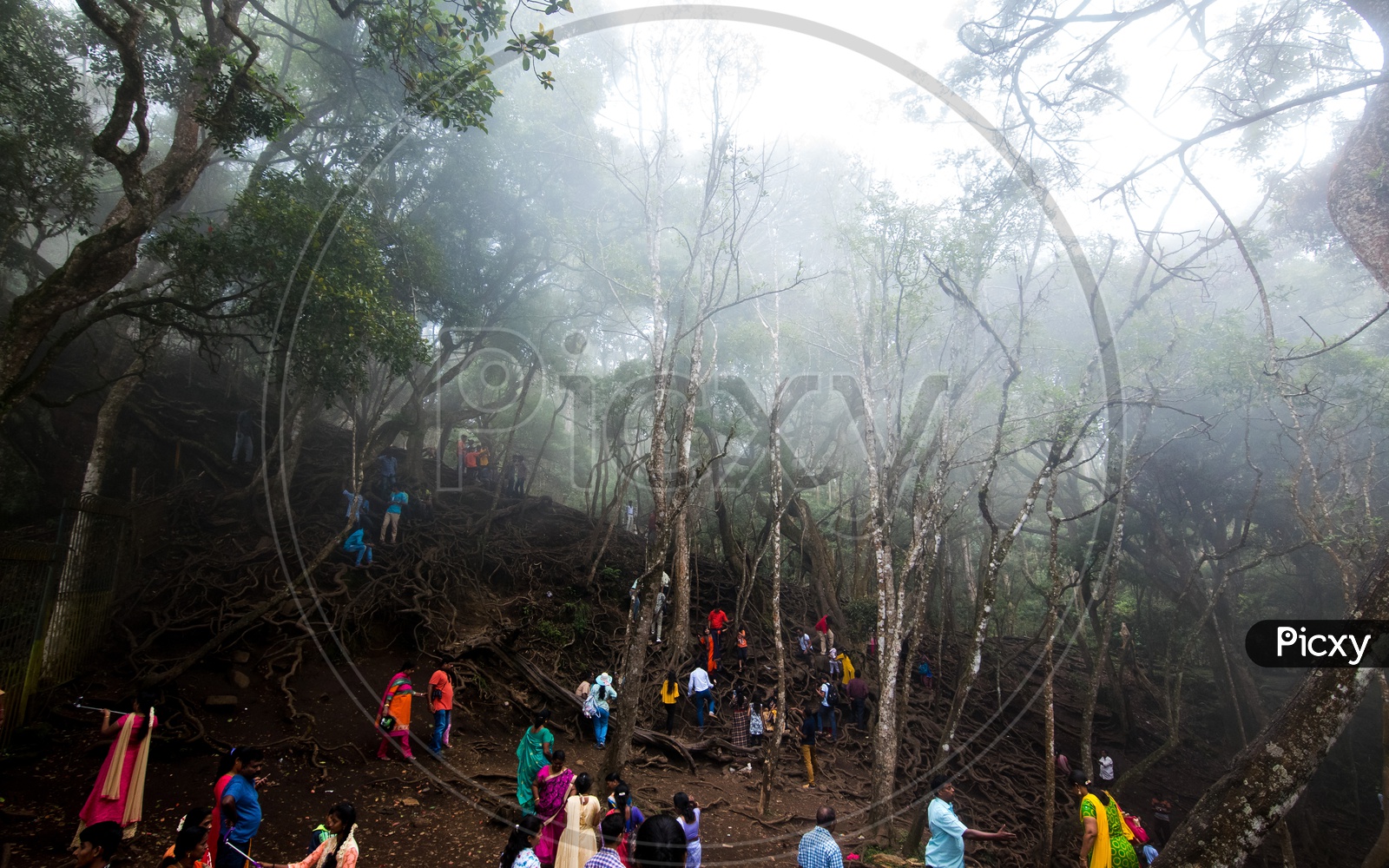 Tourists Or Visitors Trekking The Famous Roots Of trees At Guna Caves Or Devil's Kitchen at Kodaikanal