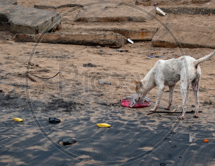A dog sniffing at a plastic cover at R K Beach, Visakhapatnam, Andhra Pradesh