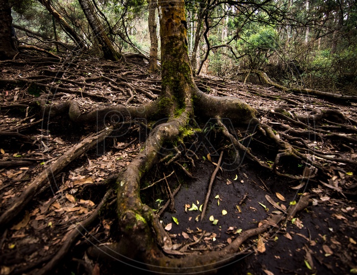 Famous Roots of Trees At The Guna Caves Or Popularly Known As Devils Kitchen in Kodaikanal