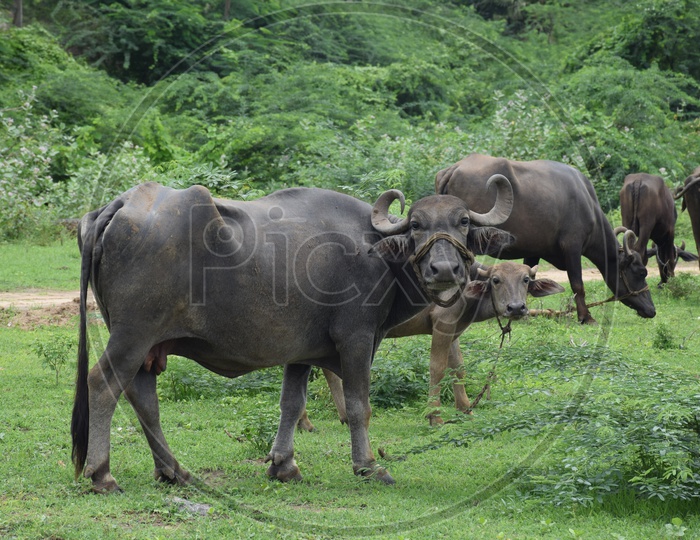 Buffeloes in Krishna District