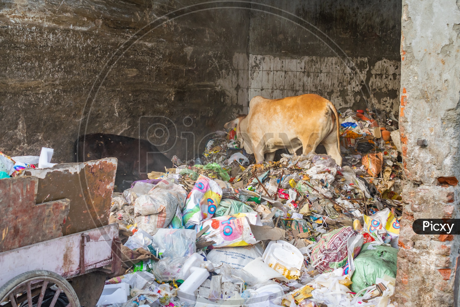 Garbage at a dumping site and cow searching something to eat