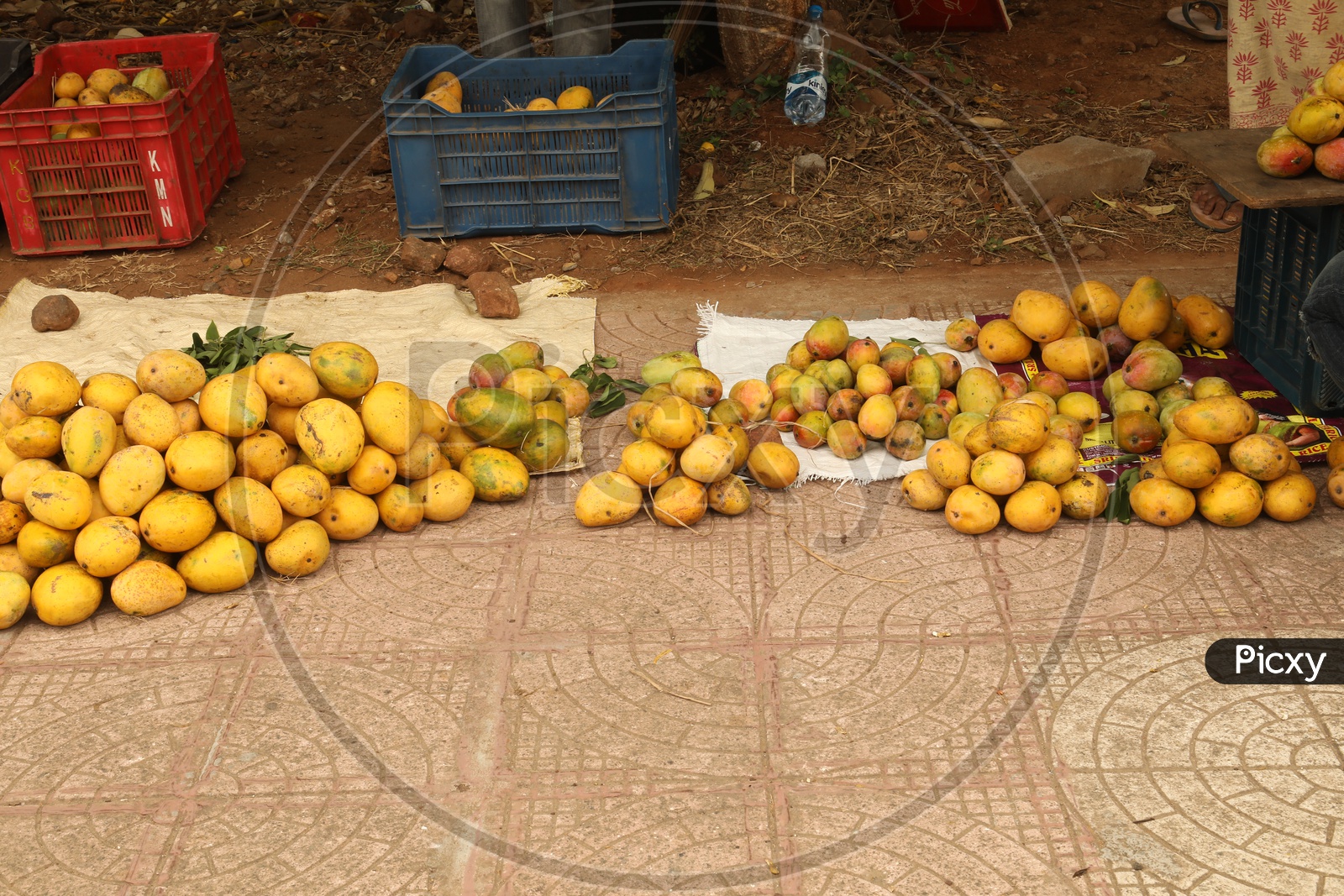 Mango Piles At a Vendor Stall