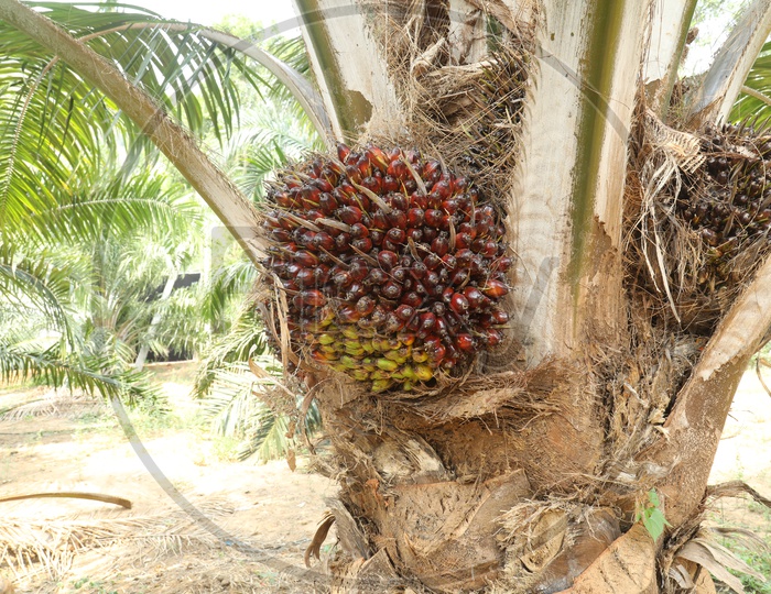 Oil  Palm  or Palmolein  Tree