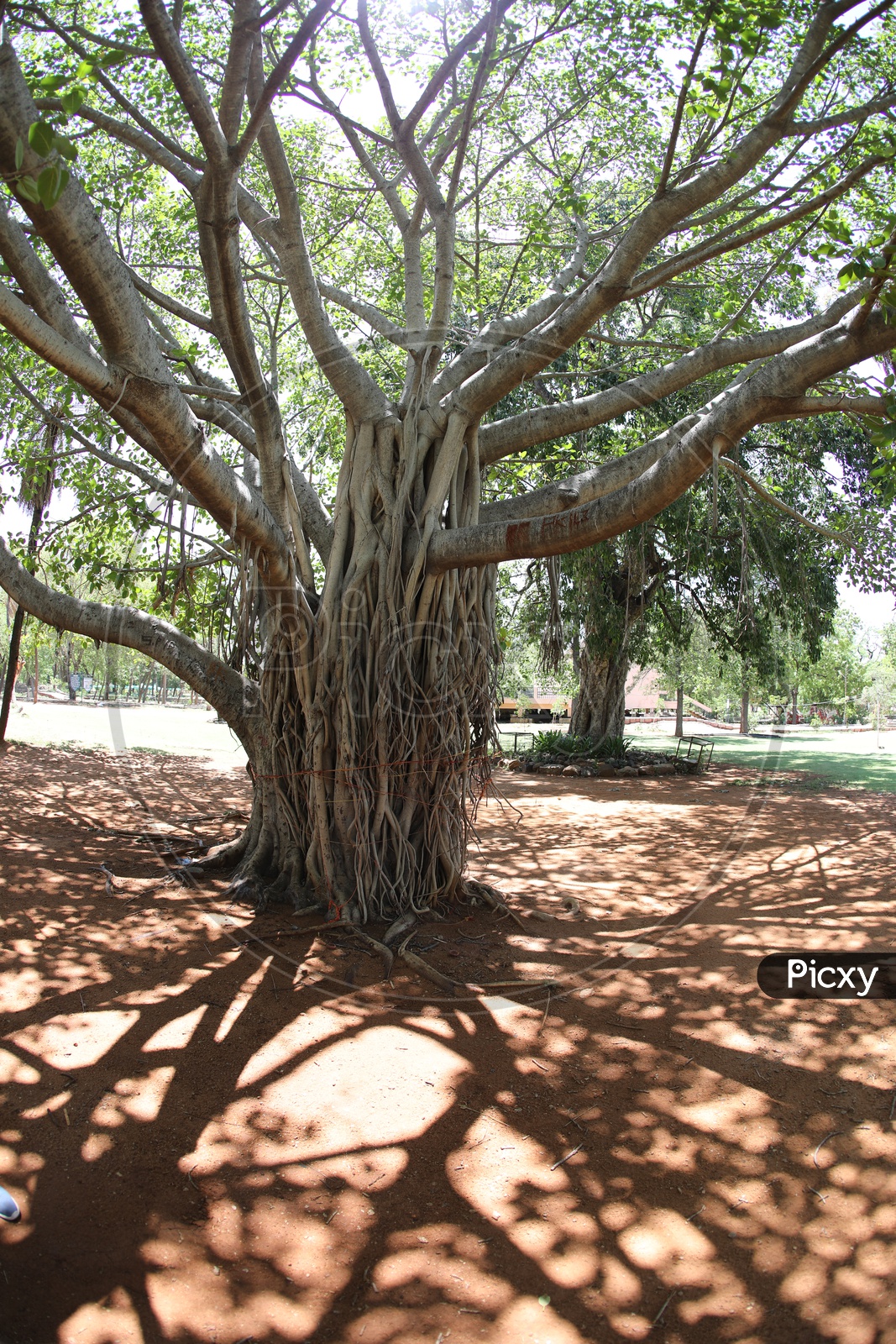 Banyan Tree And Its Roots In a Park