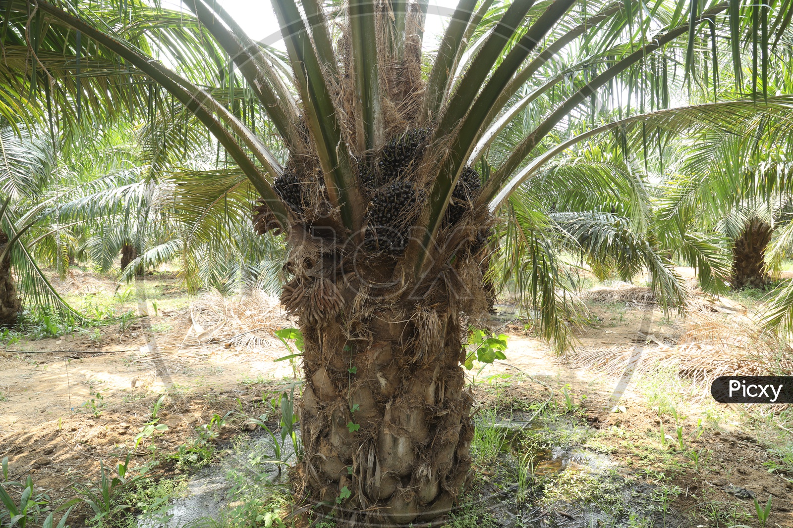 image-of-oil-palm-or-palmolein-tree-pe847021-picxy