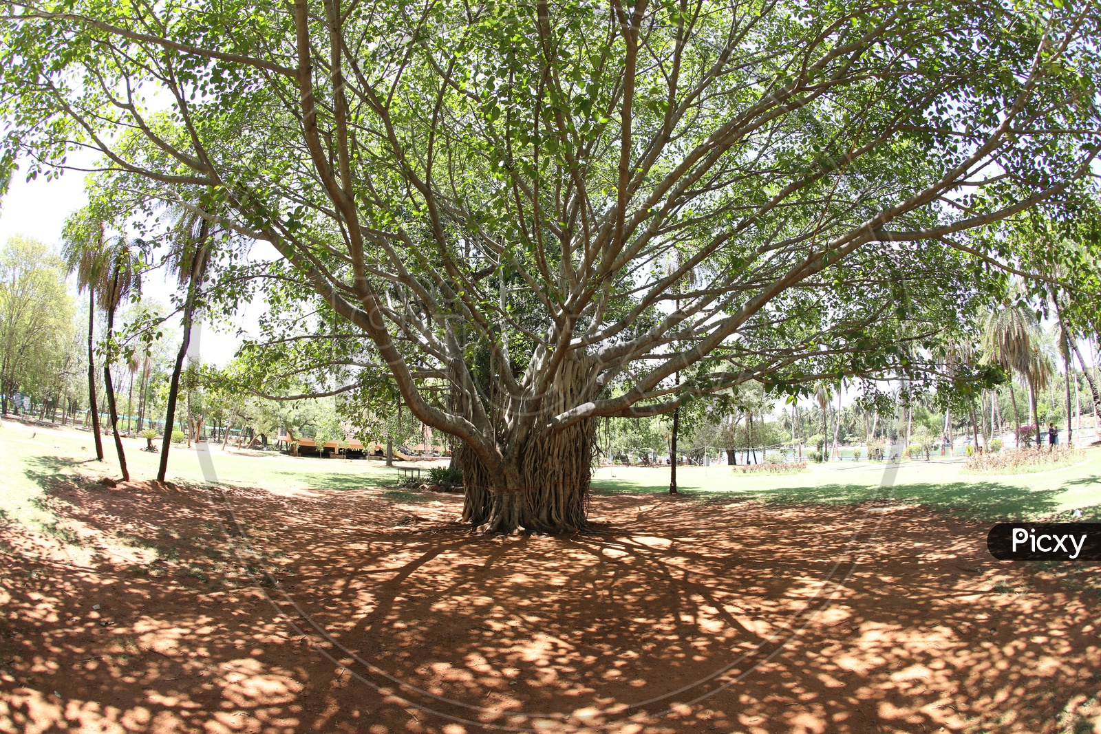 An Isolated Banyan Tree With Roots And Shadow of Banyan Tree in a Park