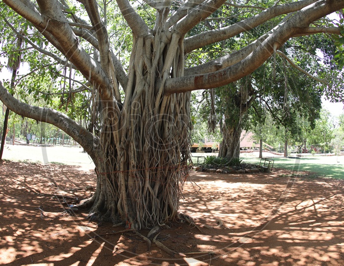 Banyan Tree And Its Roots In a Park