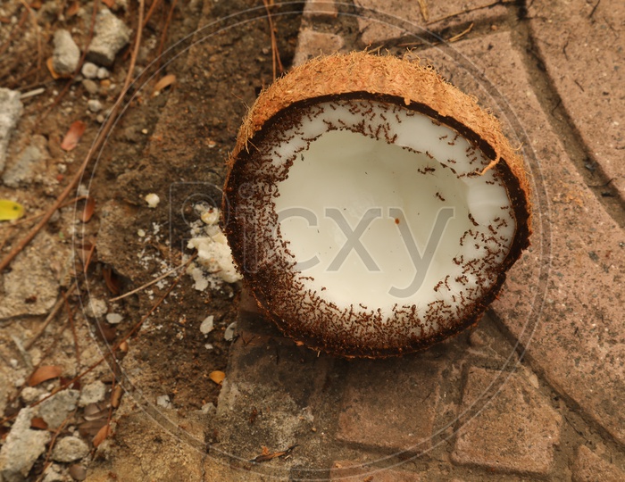 Red Ants To a Coconut Shell