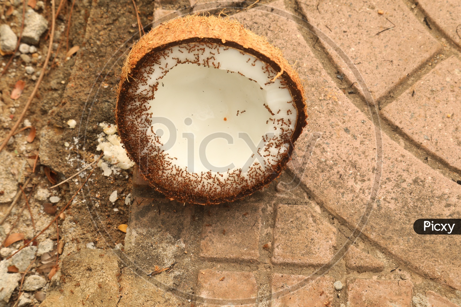 Red Ants To a Coconut Shell