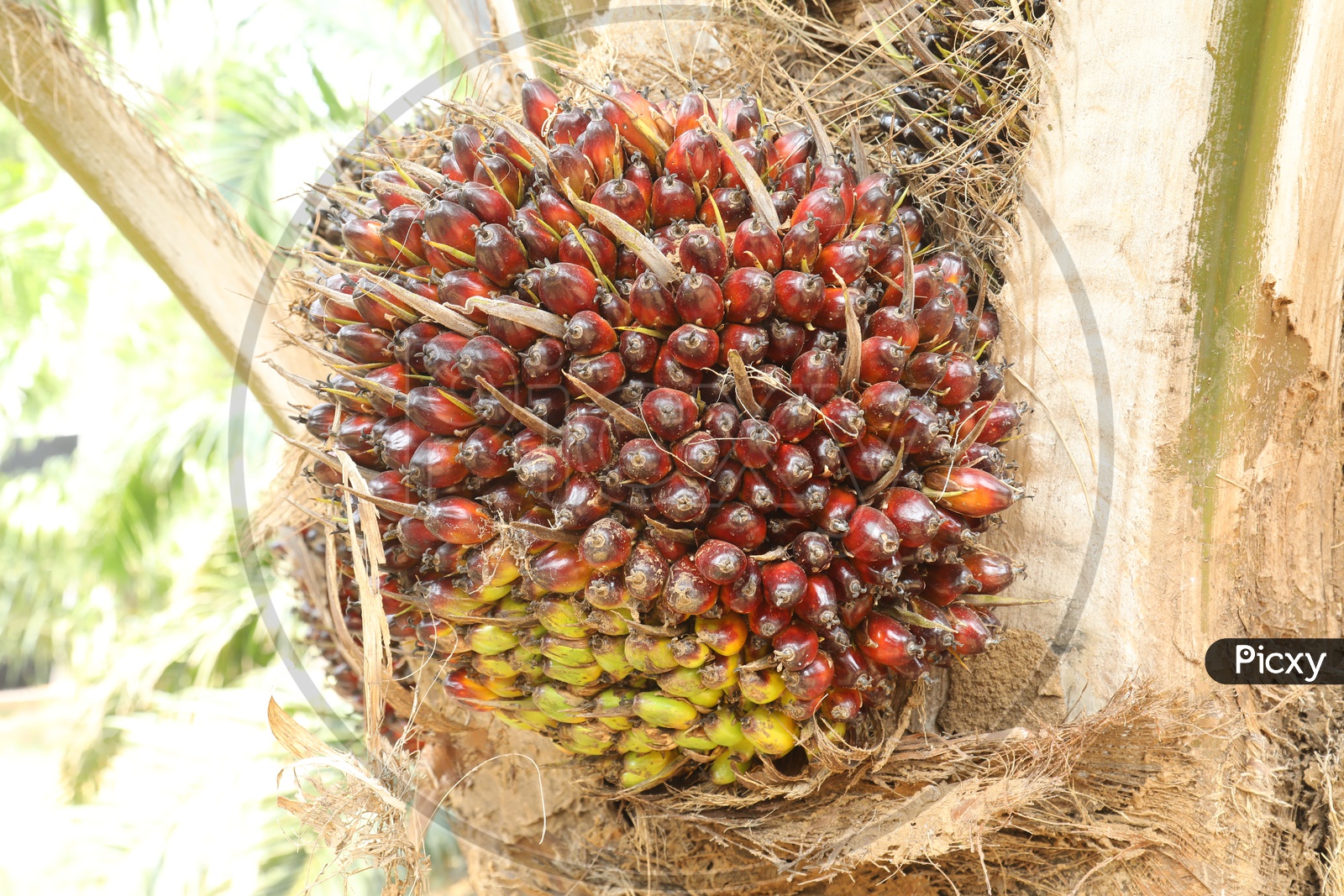 image-of-oil-palm-or-palmolein-tree-vb818107-picxy