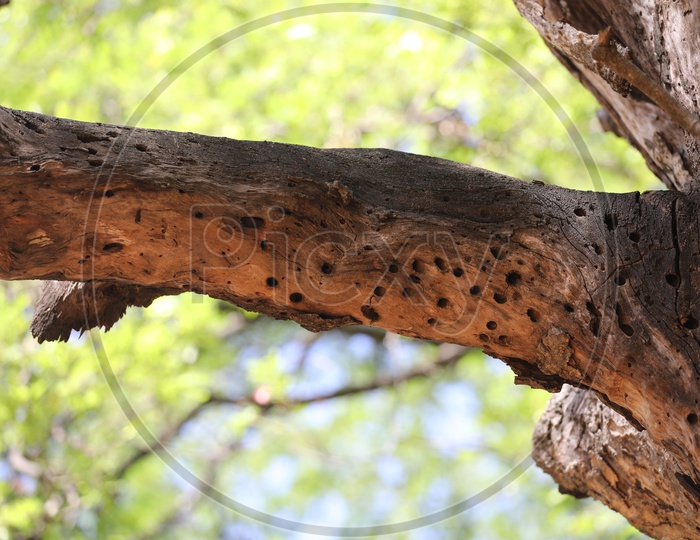 Texture of a Dried Tree Stem With Corrosive Holes