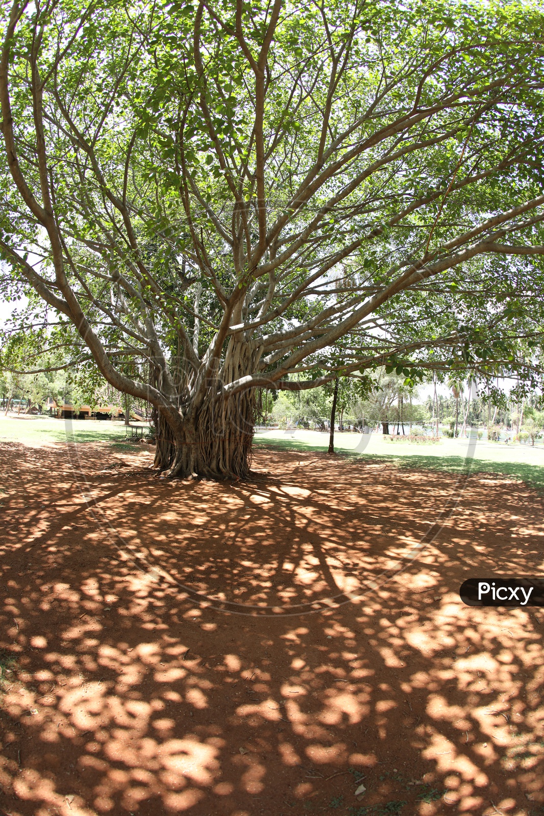 An Isolated Banyan Tree With Roots And Shadow of Banyan Tree in a Park