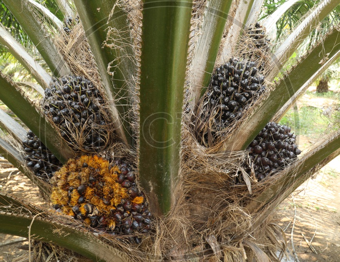 Oil  Palm  or Palmolein  Tree