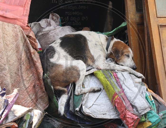 A dog Sleeping On a Rag Heap  in a Street