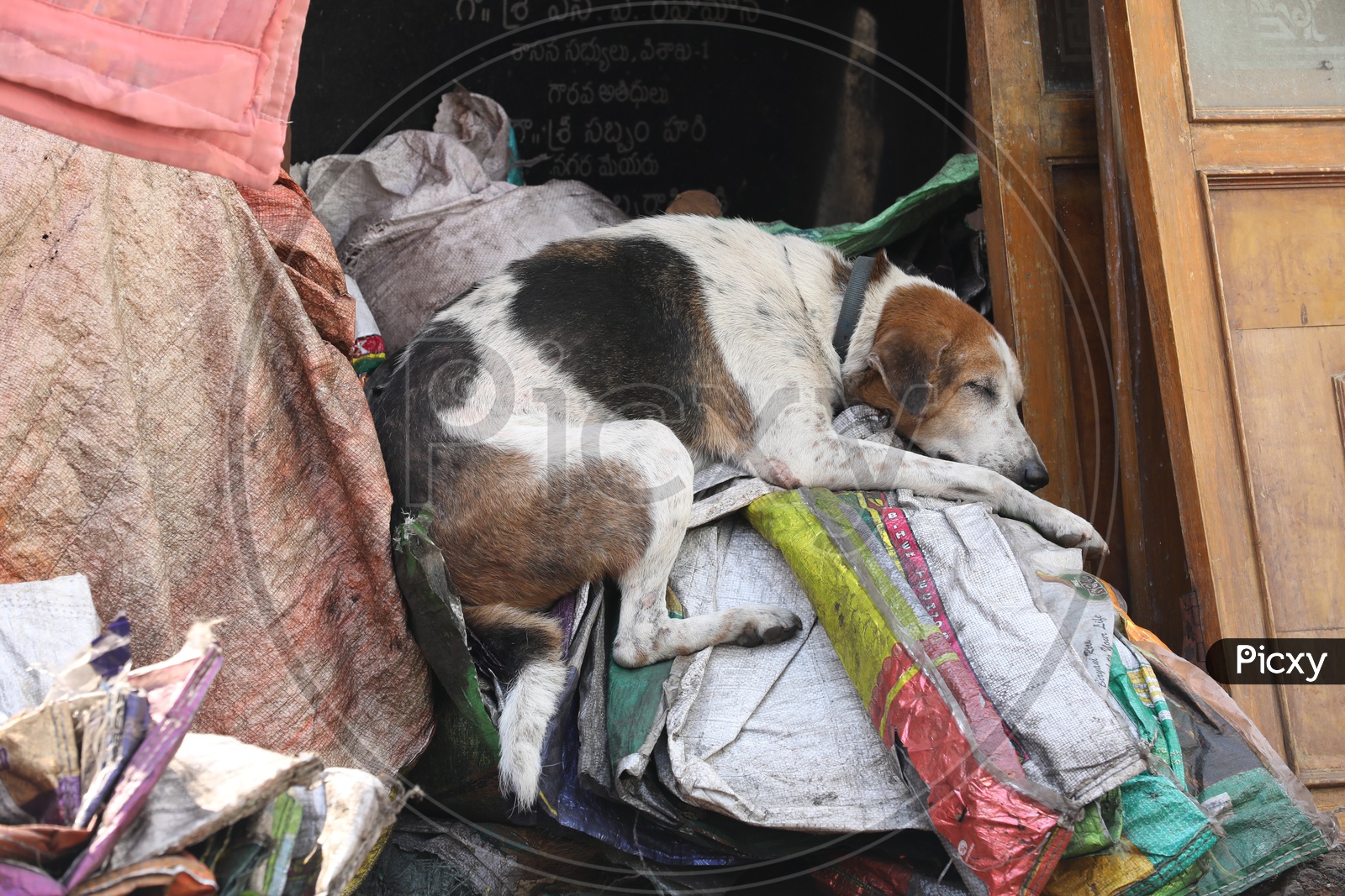A dog Sleeping On a Rag Heap  in a Street