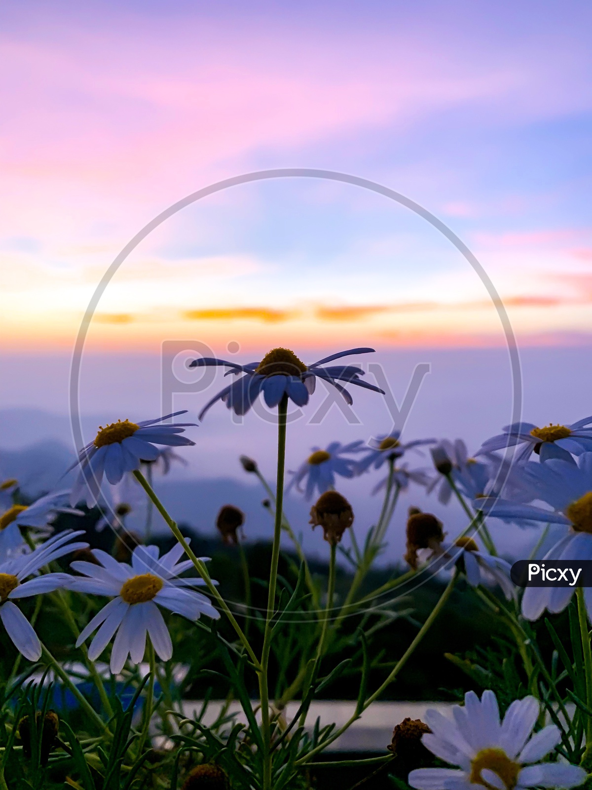 Oxeye Daisy Flowers With  Sunset Sky In Background