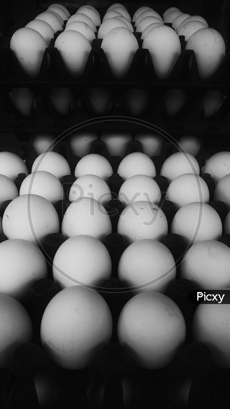 eggs tray