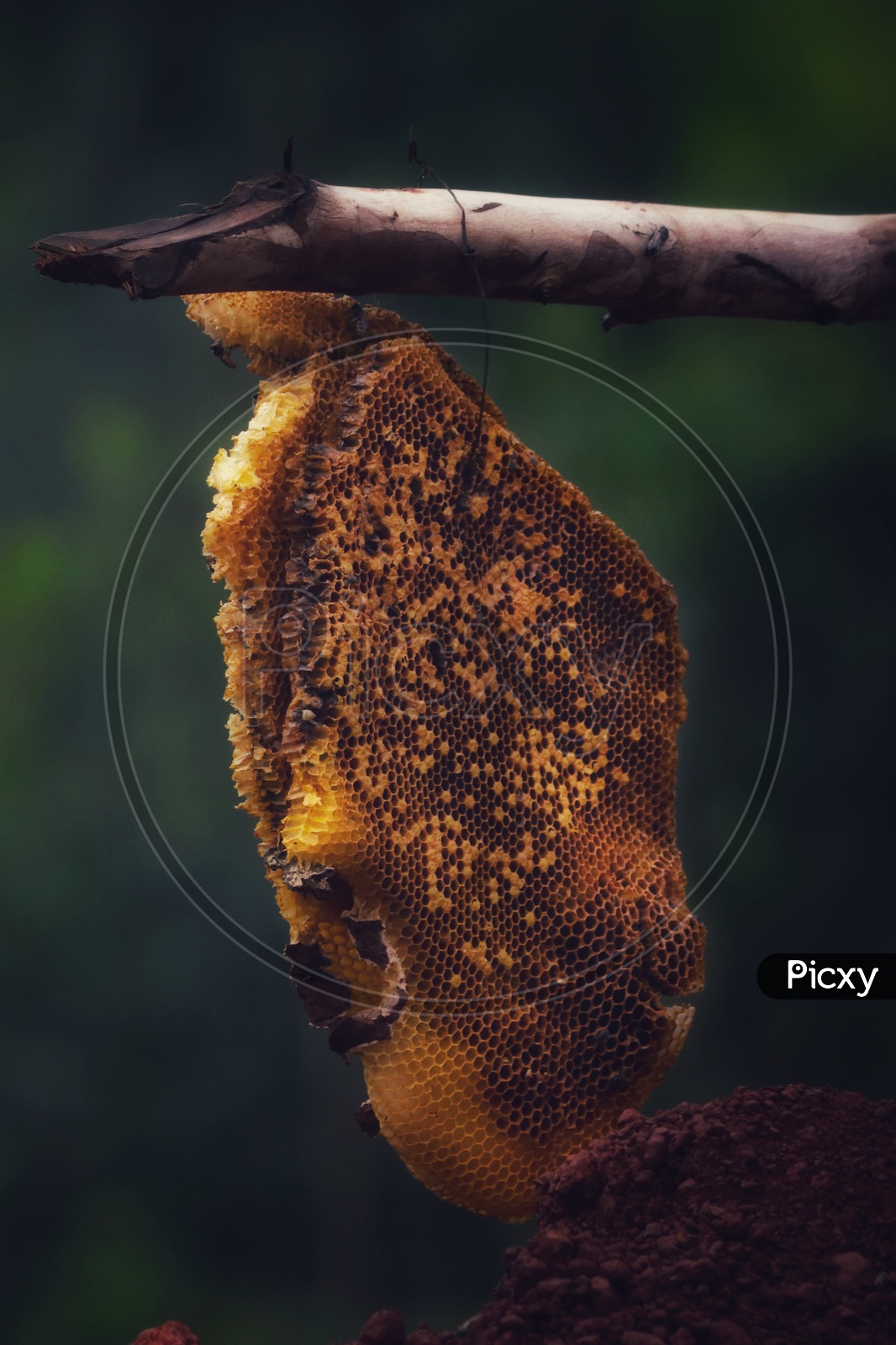 honeycomb on tree