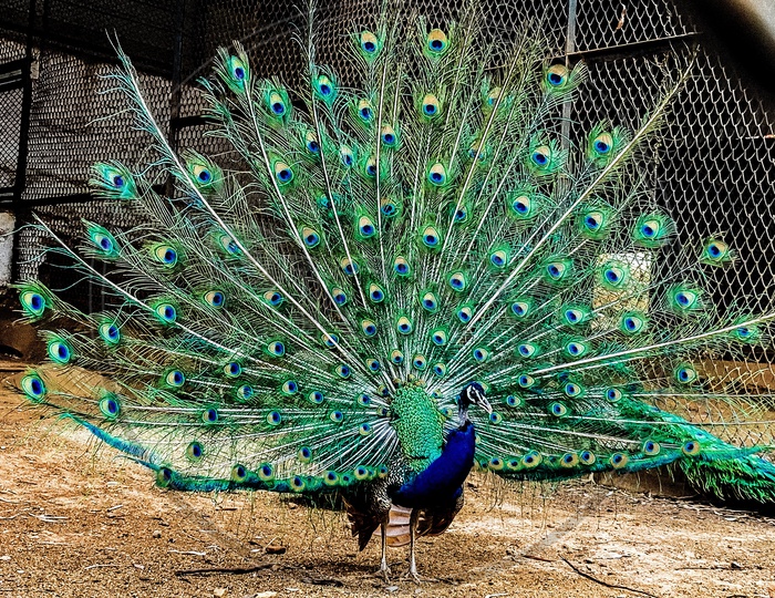 Peacock Opens his Crown Or Feathers