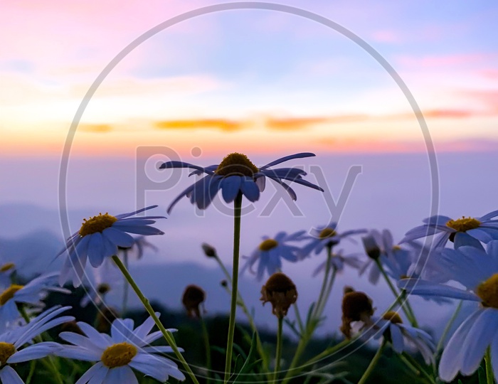 Oxeye Daisy Flowers With  Sunset Sky In Background