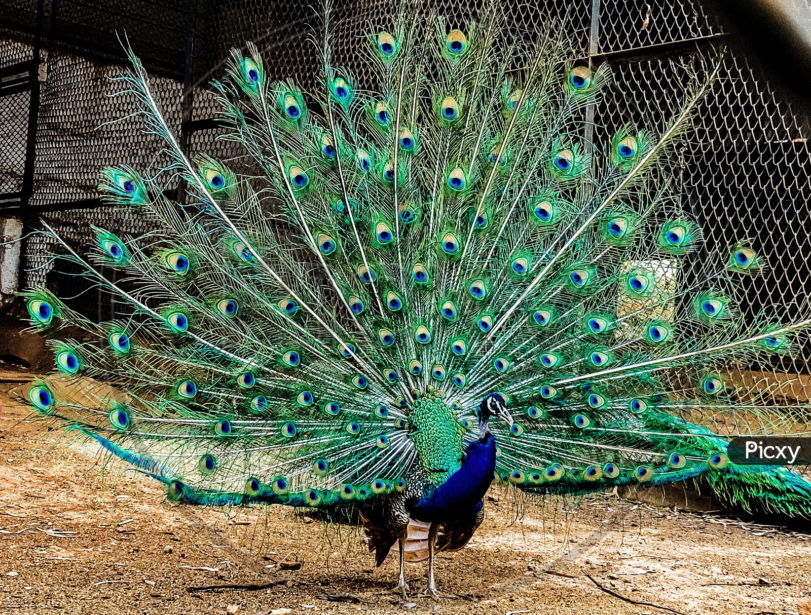 Peacock Opens his Crown Or Feathers