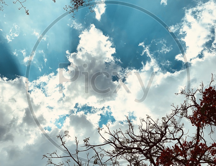 Leafless Tree With Blue Sky and Cotton Clouds In Background