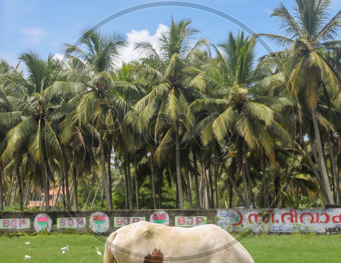 horse in coconut trees landscape