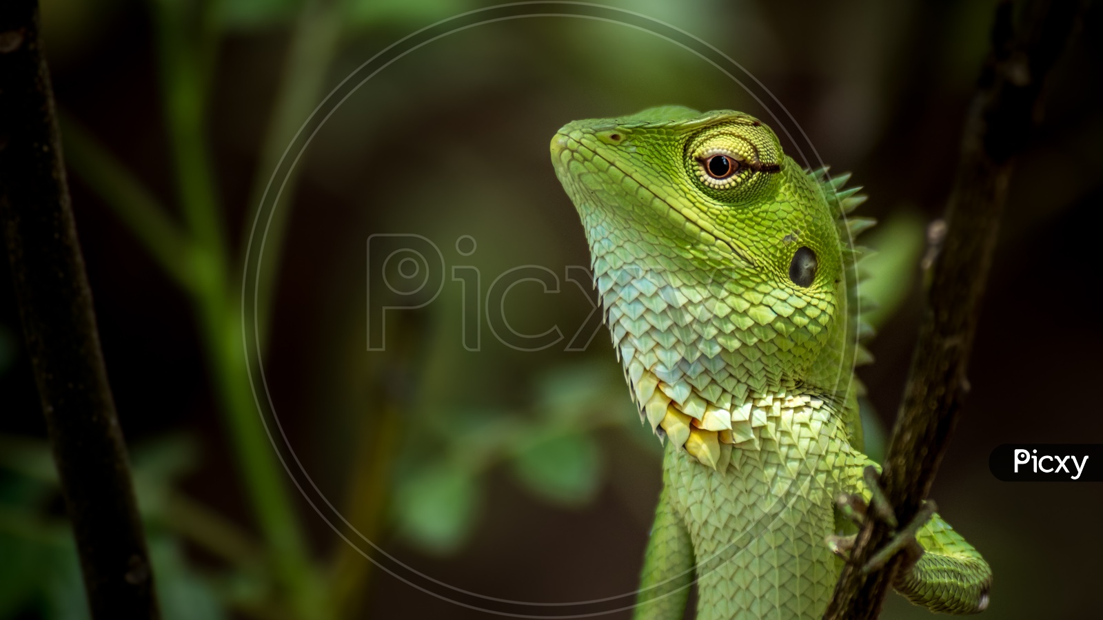 Green Iguana or Chamelion or Reptile