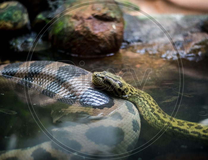 Python Snake In water