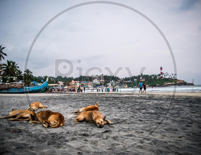 Stray Dogs  Sleeping in a Beach