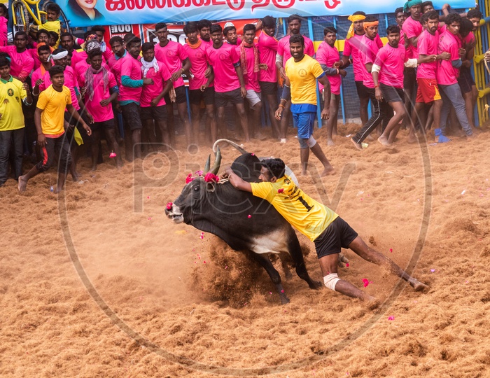 Jallikattu  Or Bull Taming Sport In Tamilnadu