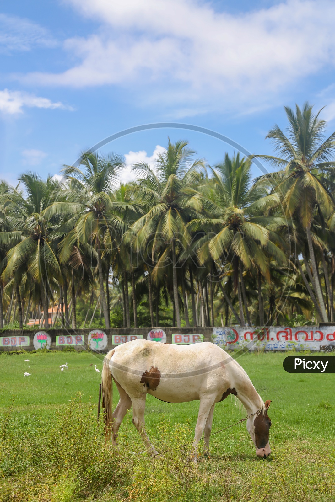 horse in coconut trees landscape