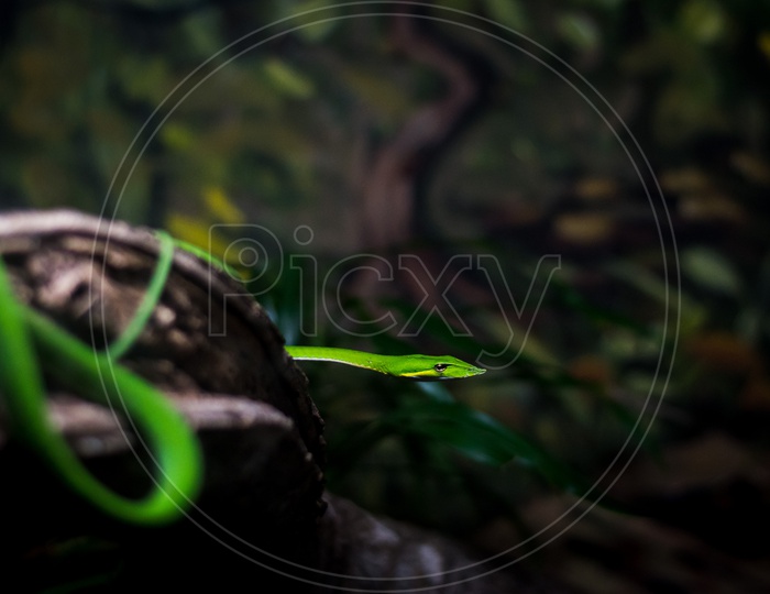 Rough Green Snake  or Scientifically Known as Opheodrys Aestivus  Snake