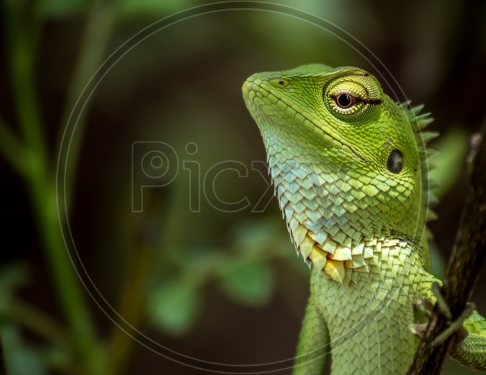 Green Iguana or Chamelion or Reptile