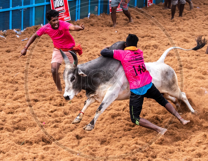 Jallikattu  Or Bull Taming Sport In Tamilnadu