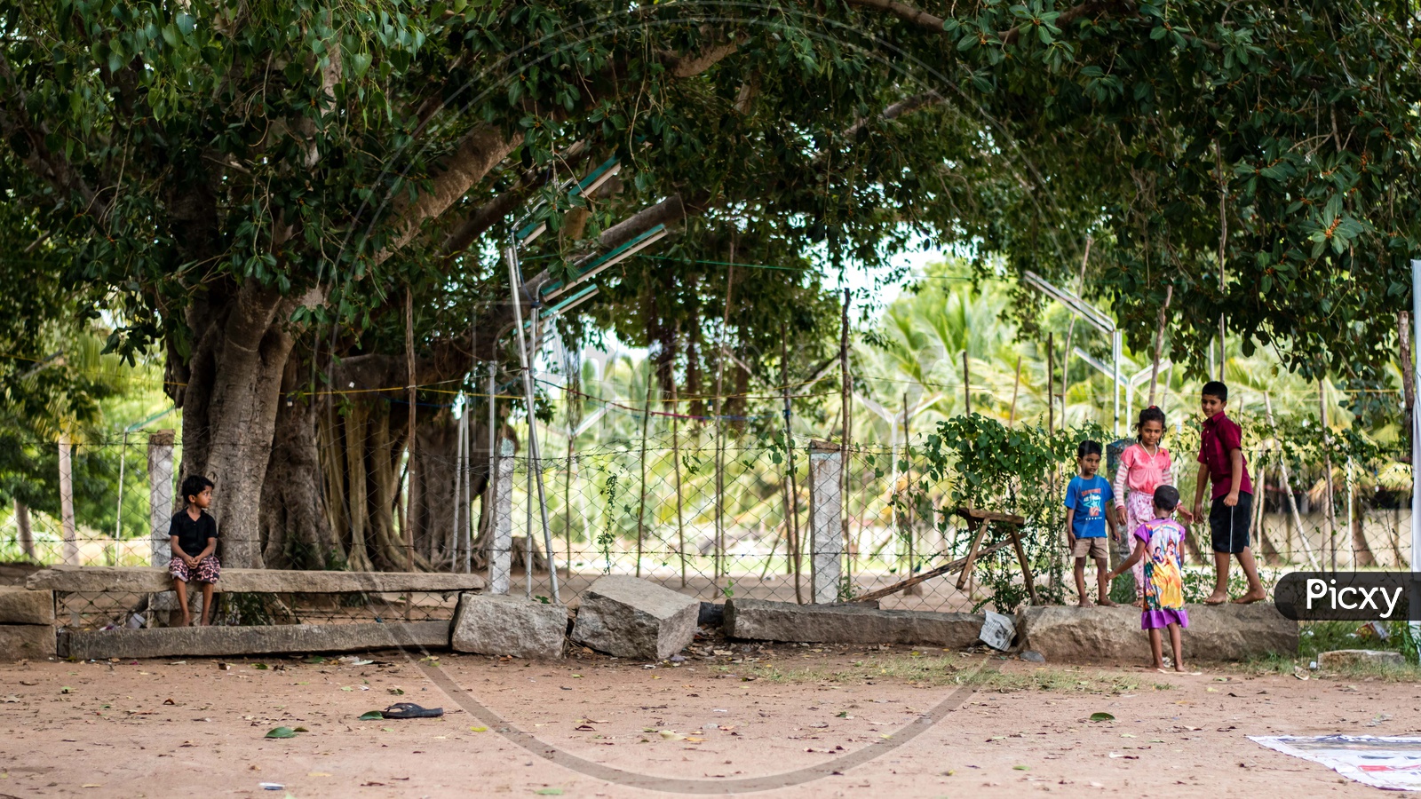 Children Playing Under a Big Banyan Tree In Rural Villages