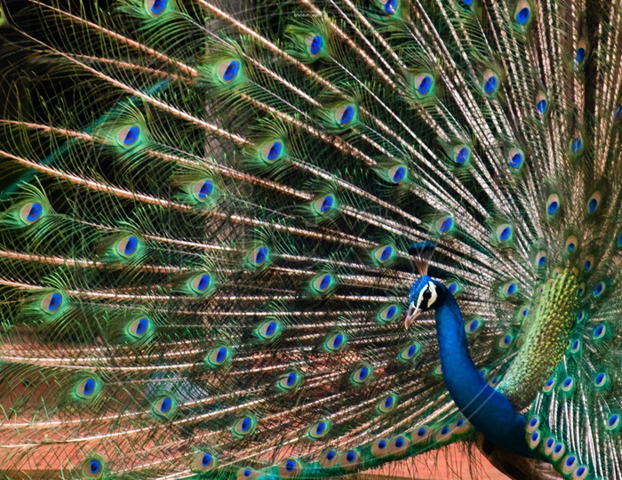 Beautiful Peacock  Opened His Feathers As a Wheel Closeup