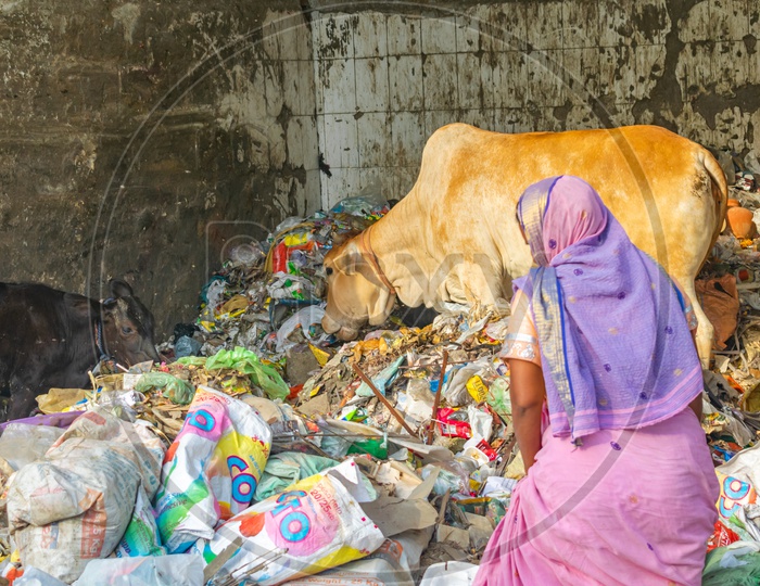 Garbage at a dumping site and cow searching something to eat