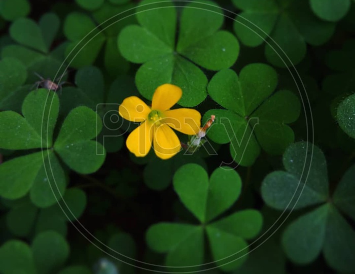 Small yellow flower in ah Green background