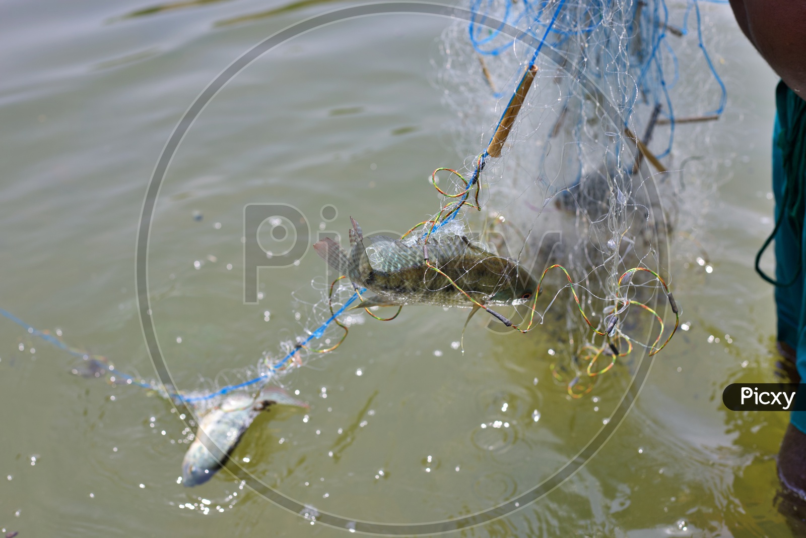 fish stuck in fisher man net.